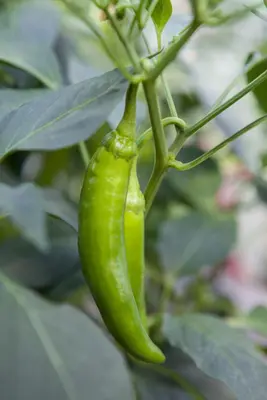Capsicum annuum (Peper) - afbeelding 29