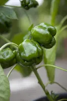 Capsicum annuum (Peper) - afbeelding 30