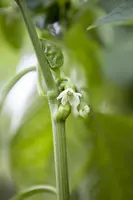 Capsicum annuum (Peper) - afbeelding 32