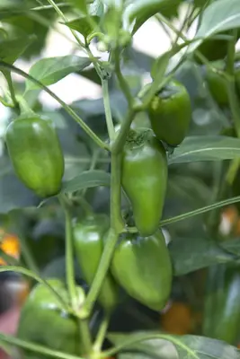Capsicum annuum (Peper) - afbeelding 35