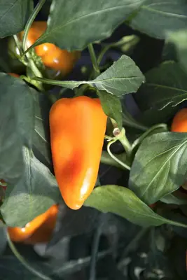 Capsicum annuum (Peper) - afbeelding 39
