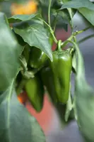 Capsicum annuum (Peper) - afbeelding 40