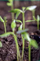 Capsicum annuum (Peper) - afbeelding 50
