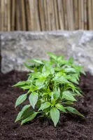 Capsicum annuum (Peper) - afbeelding 53
