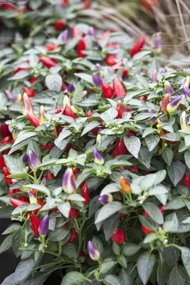 Capsicum annuum (Peper) - afbeelding 57