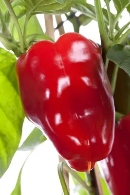 Capsicum annuum (Peper) - afbeelding 59