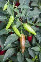 Capsicum annuum (Peper) - afbeelding 62