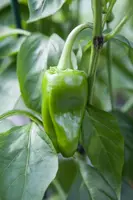 Capsicum annuum (Peper) - afbeelding 65