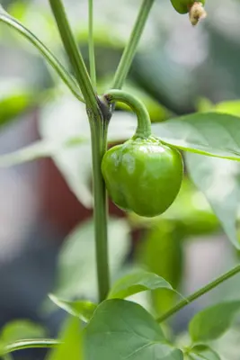 Capsicum annuum (Peper) - afbeelding 70