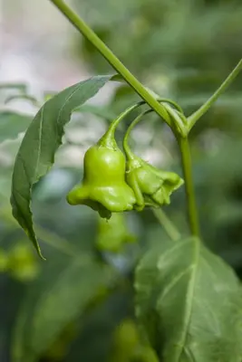 Capsicum annuum (Peper) - afbeelding 75