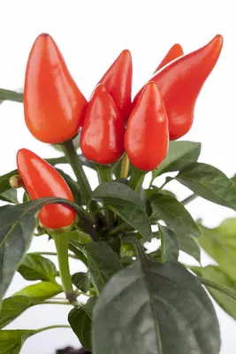 Capsicum annuum (Peper) - afbeelding 77