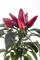 Capsicum annuum (Peper) - afbeelding 78
