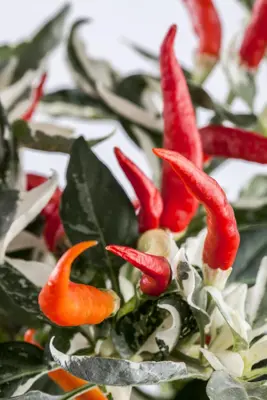 Capsicum annuum (Peper) - afbeelding 87