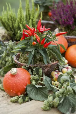 Capsicum annuum (Peper) - afbeelding 88