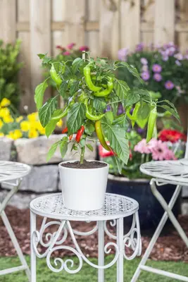 Capsicum annuum (Peper) - afbeelding 97