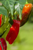 Capsicum annuum (Peper) - afbeelding 110