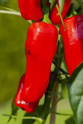 Capsicum annuum (Peper) - afbeelding 111
