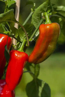 Capsicum annuum (Peper) - afbeelding 112