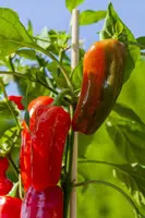 Capsicum annuum (Peper) - afbeelding 113