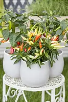 Capsicum annuum (Peper) - afbeelding 6