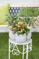 Capsicum annuum (Peper) - afbeelding 7