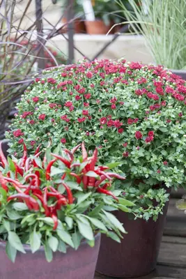 Capsicum annuum (Peper) - afbeelding 25