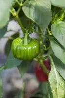 Capsicum annuum (Peper) - afbeelding 28