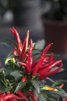 Capsicum annuum (Peper) - afbeelding 34