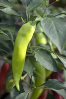 Capsicum annuum (Peper) - afbeelding 41