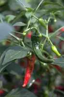 Capsicum annuum (Peper) - afbeelding 42