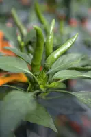 Capsicum annuum (Peper) - afbeelding 43