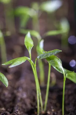 Capsicum annuum (Peper) - afbeelding 49