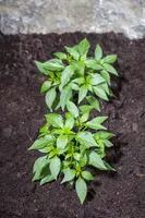 Capsicum annuum (Peper) - afbeelding 54