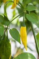 Capsicum annuum (Peper) - afbeelding 61
