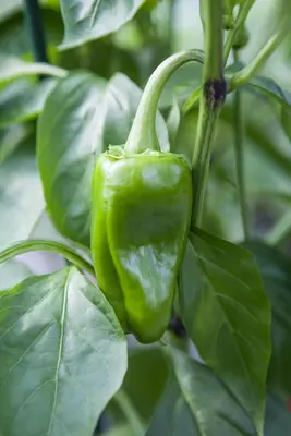 Capsicum annuum (Peper) - afbeelding 65