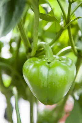 Capsicum annuum (Peper) - afbeelding 67
