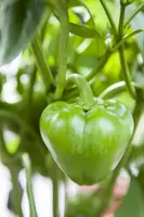 Capsicum annuum (Peper) - afbeelding 67