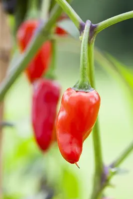 Capsicum annuum (Peper) - afbeelding 81