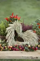 Capsicum annuum (Peper) - afbeelding 90