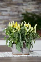 Capsicum annuum (Peper) - afbeelding 93