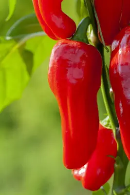 Capsicum annuum (Peper) - afbeelding 114