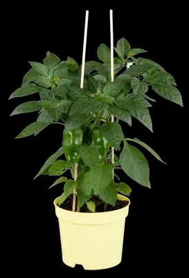 Capsicum annuum (Peper) - afbeelding 115