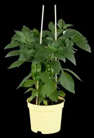 Capsicum annuum (Peper) - afbeelding 115