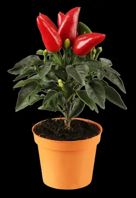 Capsicum annuum (Peper) - afbeelding 14