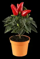 Capsicum annuum (Peper) - afbeelding 14