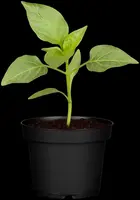 Capsicum annuum (Peper) - afbeelding 106