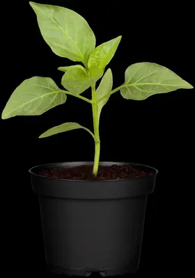 Capsicum annuum (Peper) - afbeelding 106