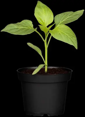Capsicum annuum (Peper) - afbeelding 105