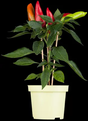 Capsicum annuum (Peper) - afbeelding 20
