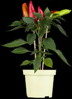 Capsicum annuum (Peper) - afbeelding 20